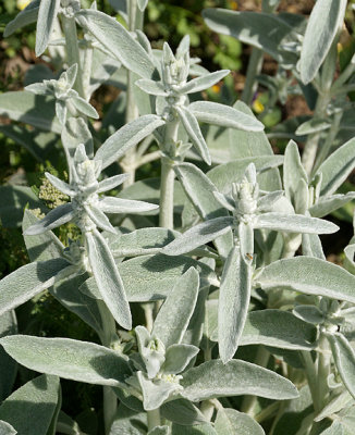 Lamb's ear.