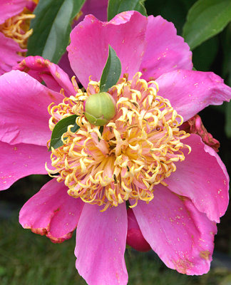 Bicolor peony.