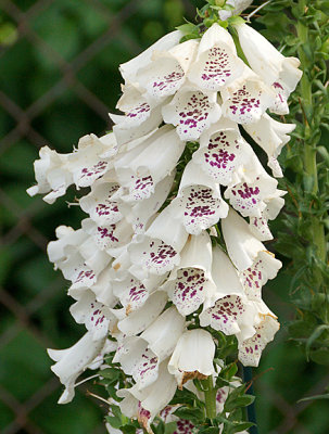 Foxglove.