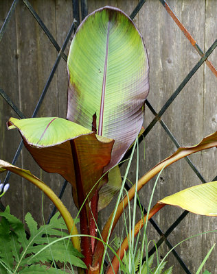 Canna leaves.