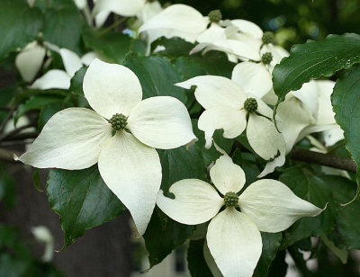 Dogwood.