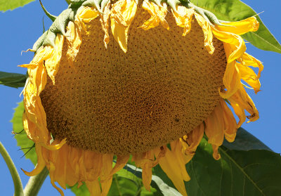 Sunflower head.