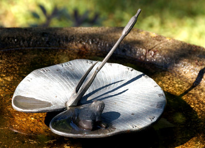 Bird bath sundial with frog.