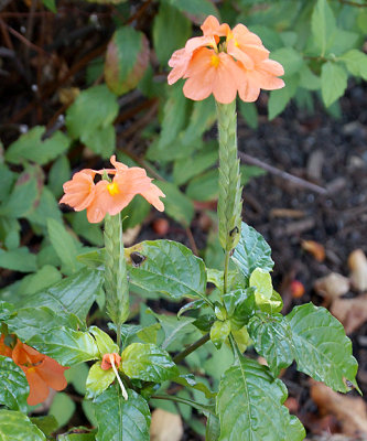 Crossandra, or firecracker flower.