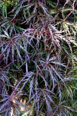 Japanese maple, leaf detail.