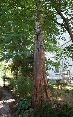 Dawn redwood or metasequoia.