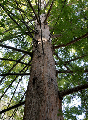 Dawn redwood or metasequoia.
