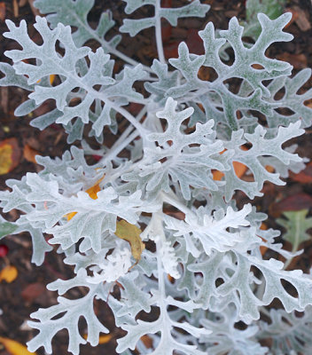 Dusty miller (Cenecio sineraria).