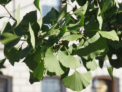 Gingko tree, leaves.
