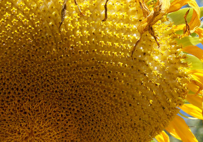 Sunflower with Fibonacci spirals.