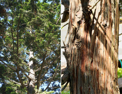 Red cedar tree (?) and bark detail.