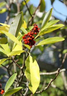 Dogwood berries.