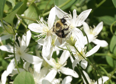 Clematis flower with bee.