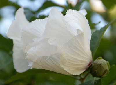 Hibiscus syriacus bloom.