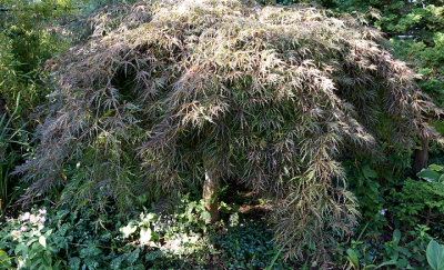 Japanese maple.