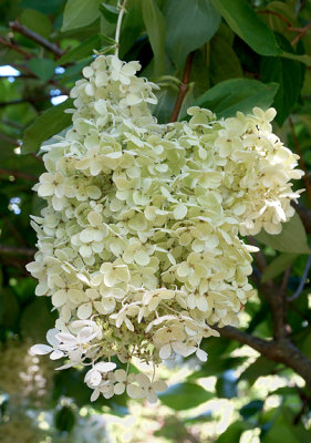 Tree hydrangea.