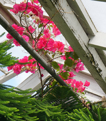 Greenhouse vents.