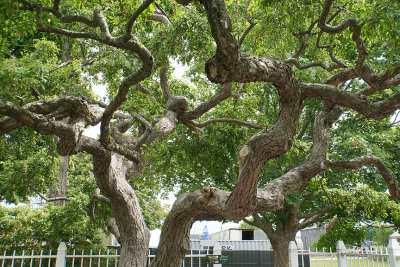 Japanese crabtree.