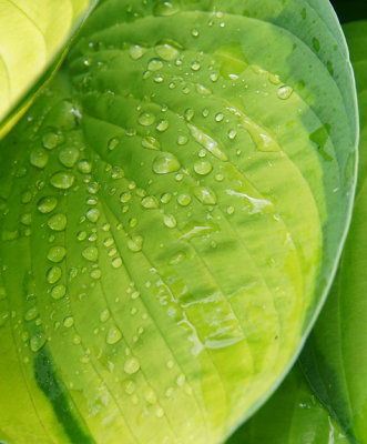 Hosta leaf with droplets.