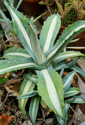 Agave century plant -- aka American aloe.