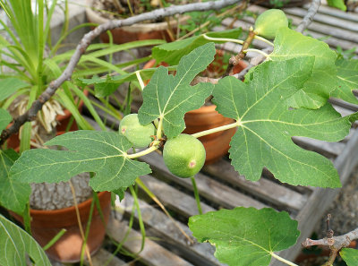 Brown turkey fig.