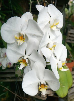 Gardenia blossoms.