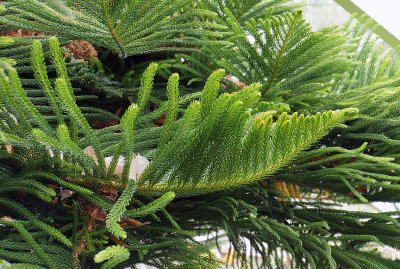 Norway pine.