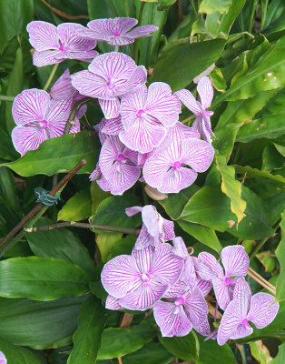 Phaleonopteris orchid.