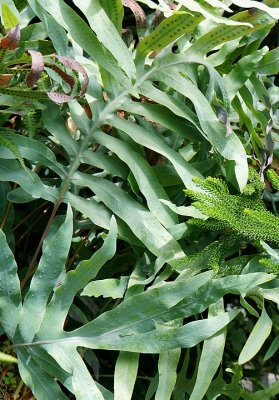 Staghorn fern.