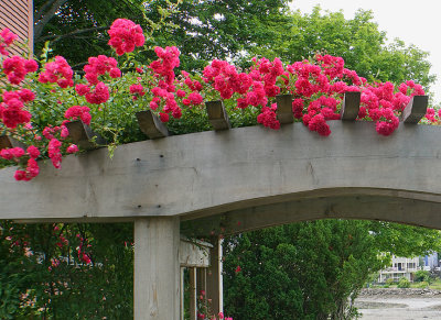 Arch with roses, detail.