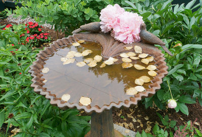 Dove birdbath with peonies.