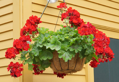 Hanging geraniums planter.