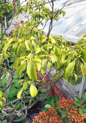 Mountain Laurel beside greenhouse.