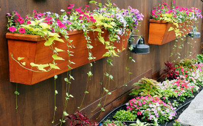 Planters on fence.
