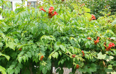 Trumpet vines and grapes.