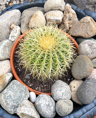 Barrel cactus. Pleasant Street.