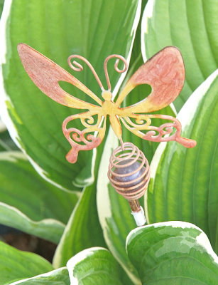 Butterfly sculpture in hosta. Marcy Street.