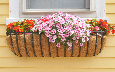 Petunia planter. Pleasant Street.