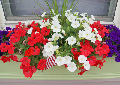 Petunia planter. Marcy Street.