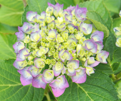 Budding hydrangea. Gates Street.