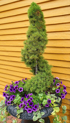 Topiary. Gates Street.