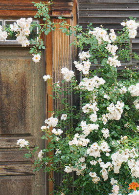 Roses. Hancock Street.