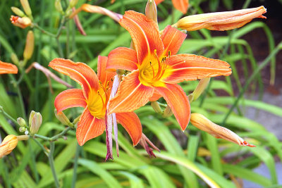 Daylily. Howard Street.