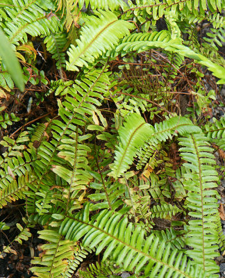 Royal fern.