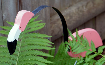 Flamingo.