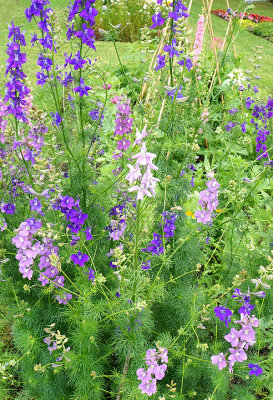 Mixed flowers.