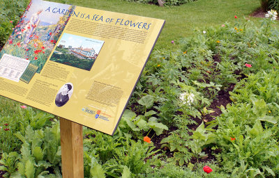 Celia Thaxter garden.Normally planted on Appledore Island.