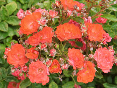 Red roses with bee.