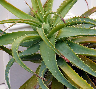 Agave thorn succulent. Pleasant Street.