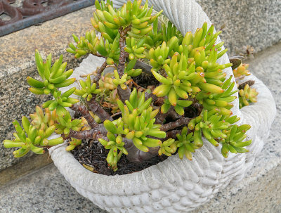 Crassula pine tree succulent. Pleasant Street.